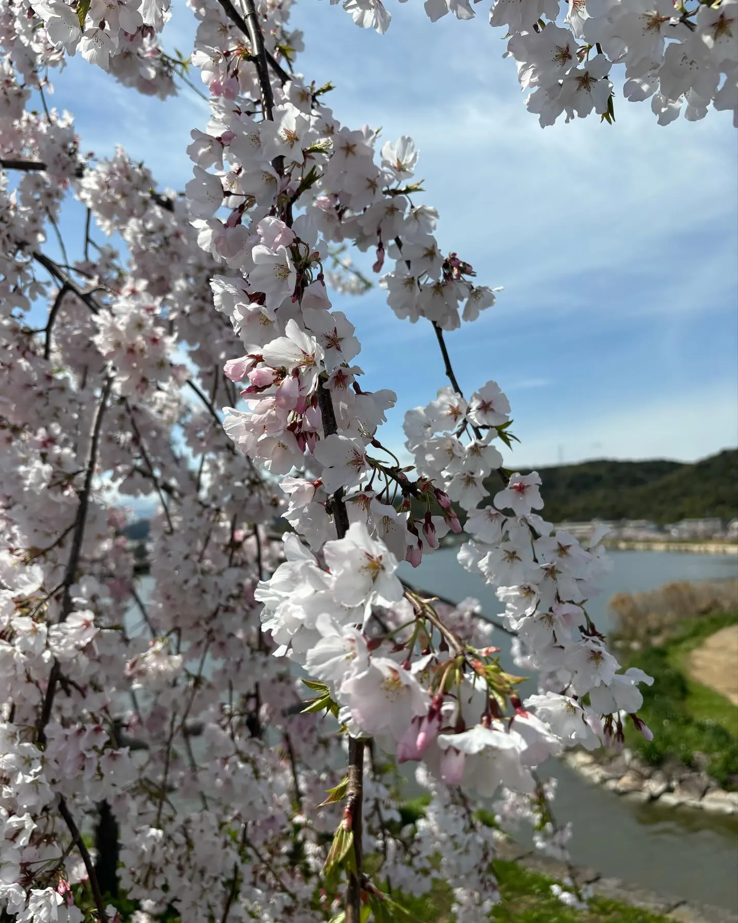 整骨院近くの枝垂れ桜も満開です！春ですねー！