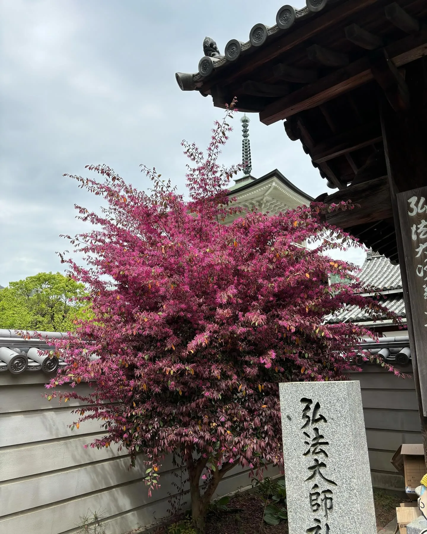 80番札所『国分寺』大迫力の不動明王でした！