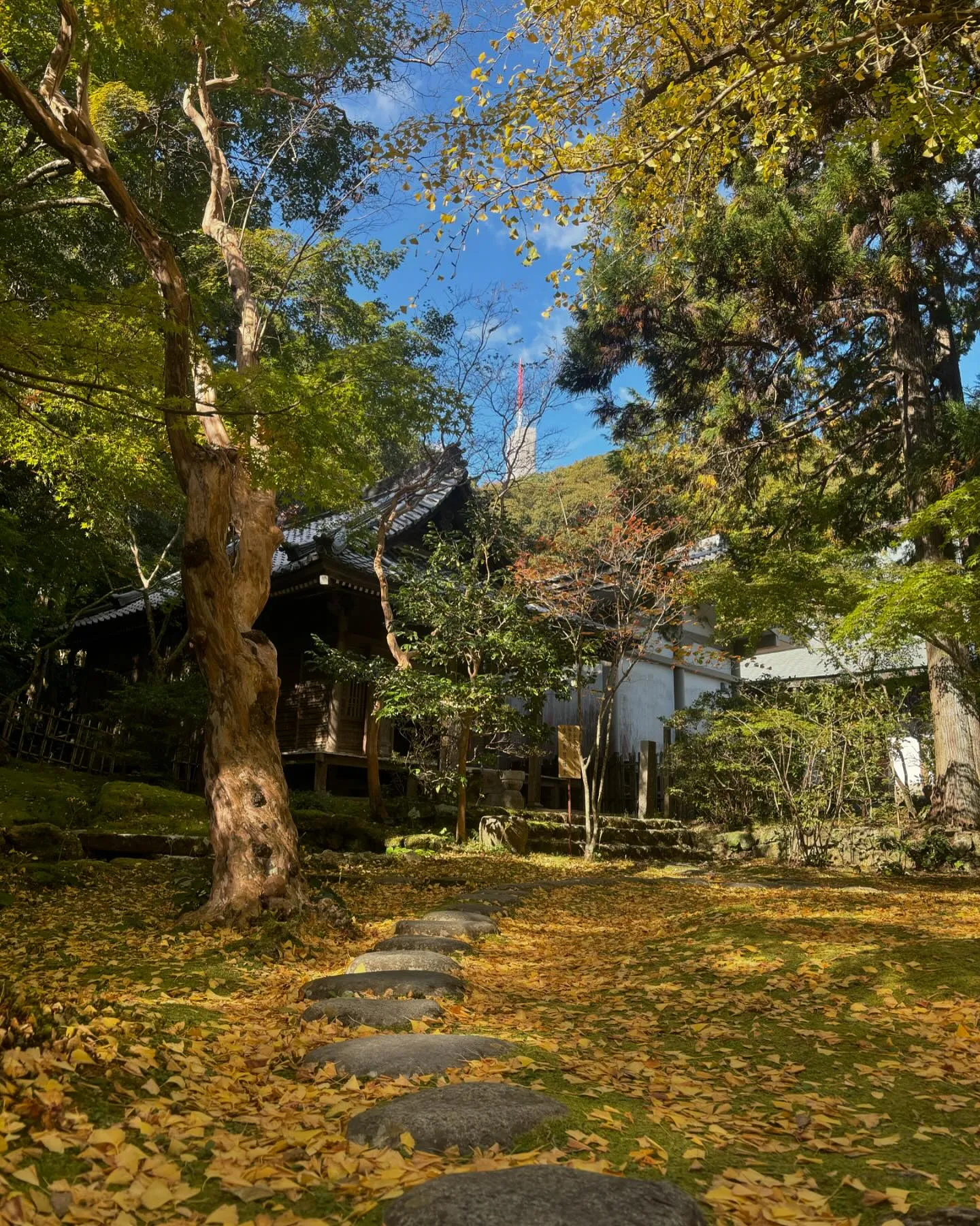 第31番札所『竹林寺』まだ紅葉には1〜2週間早かったけど贅沢...